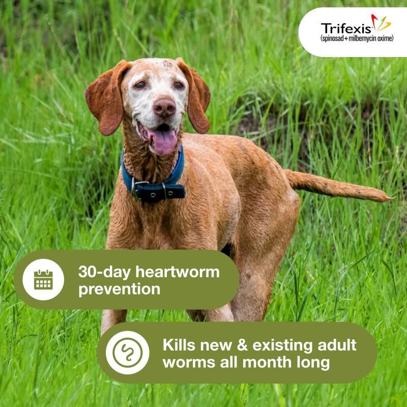 Trifexis Chewable Tablets for Dogs 40.1-60 lbs Blue, 12 Month Supply