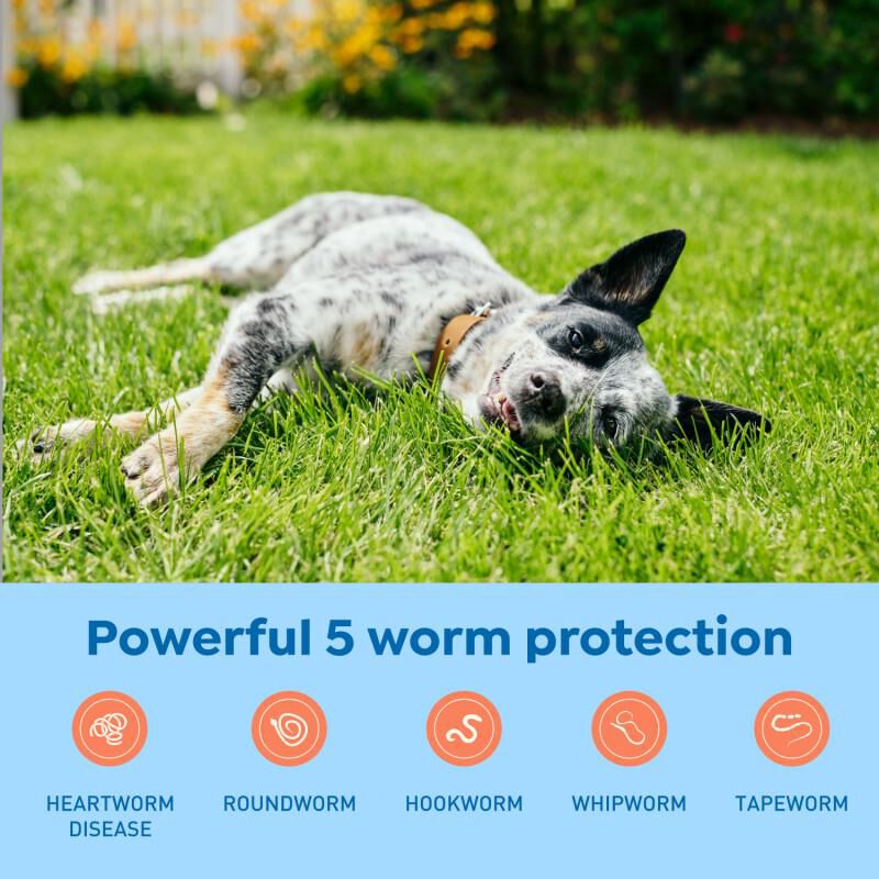 Interceptor Plus Chewable Tablets for Dogs 25.1 -50 lbs Yellow, 6 Month Supply
