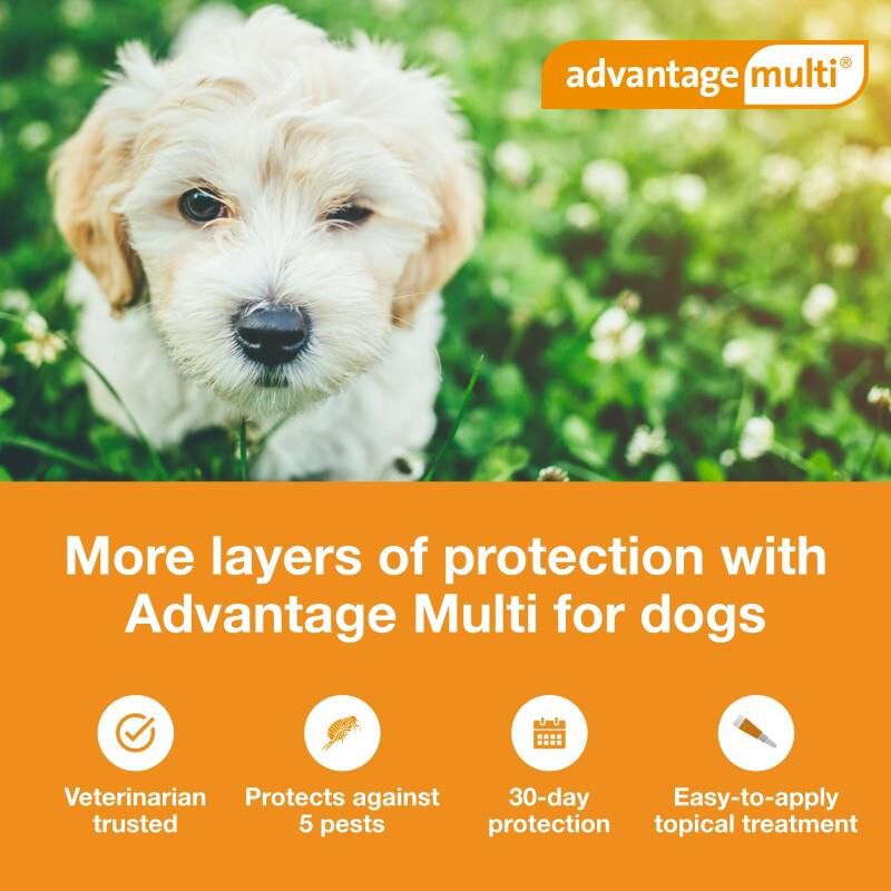 Advantage Multi Topical for Dogs Farm Fleet Rx Pet Pharmacy