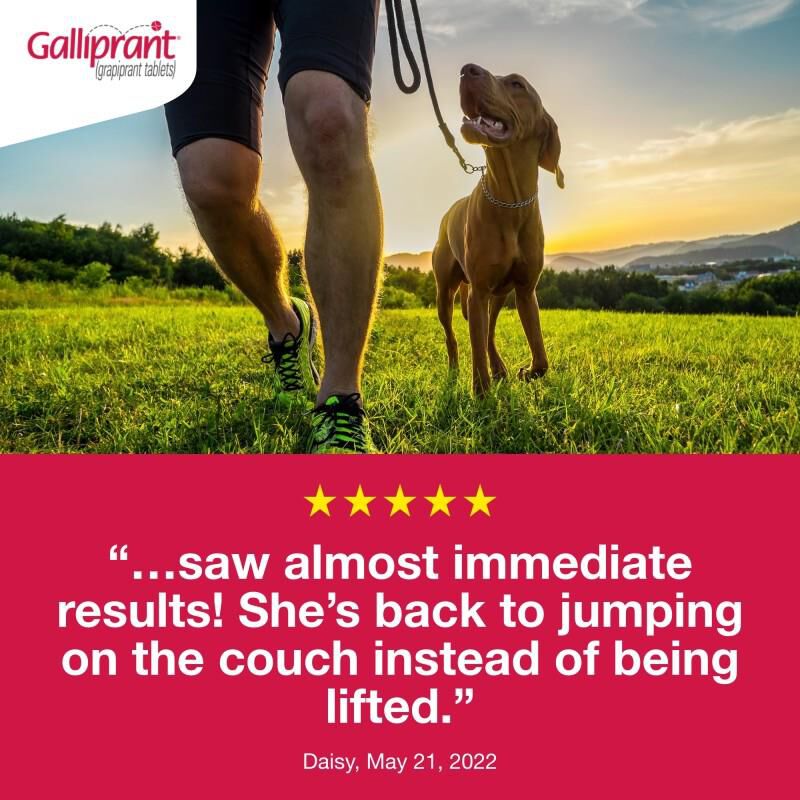 Galliprant Tablets for Dogs 60 mg, 30 Ct.