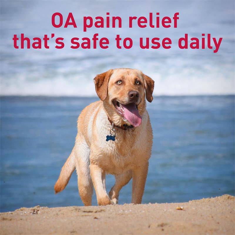 Galliprant for sales dogs cost