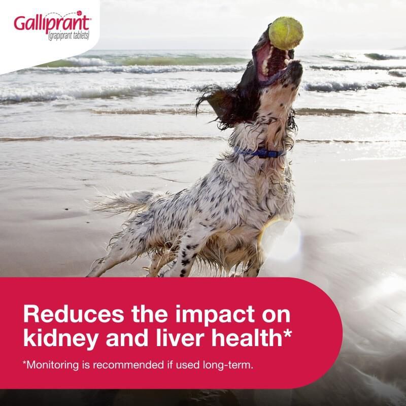 Galliprant Tablets for Dogs 60 mg, 30 Ct.