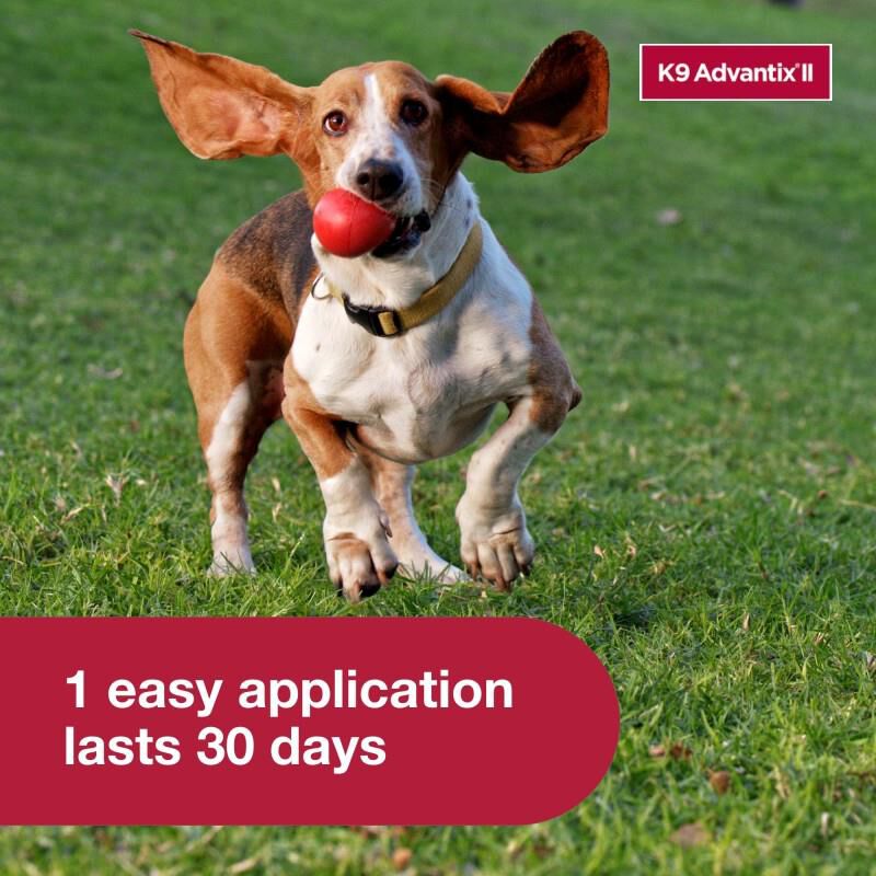 K9 Advantix II  21 - 55 lbs 12 Month Supply Red