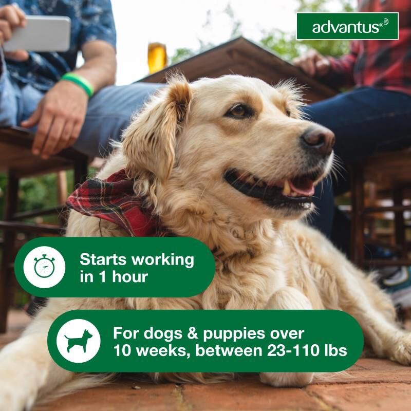 Advantus Oral Flea Treatment Soft Chews for Dogs, 37.5 mg for Large Dogs (23-110 lbs) 30 Ct.