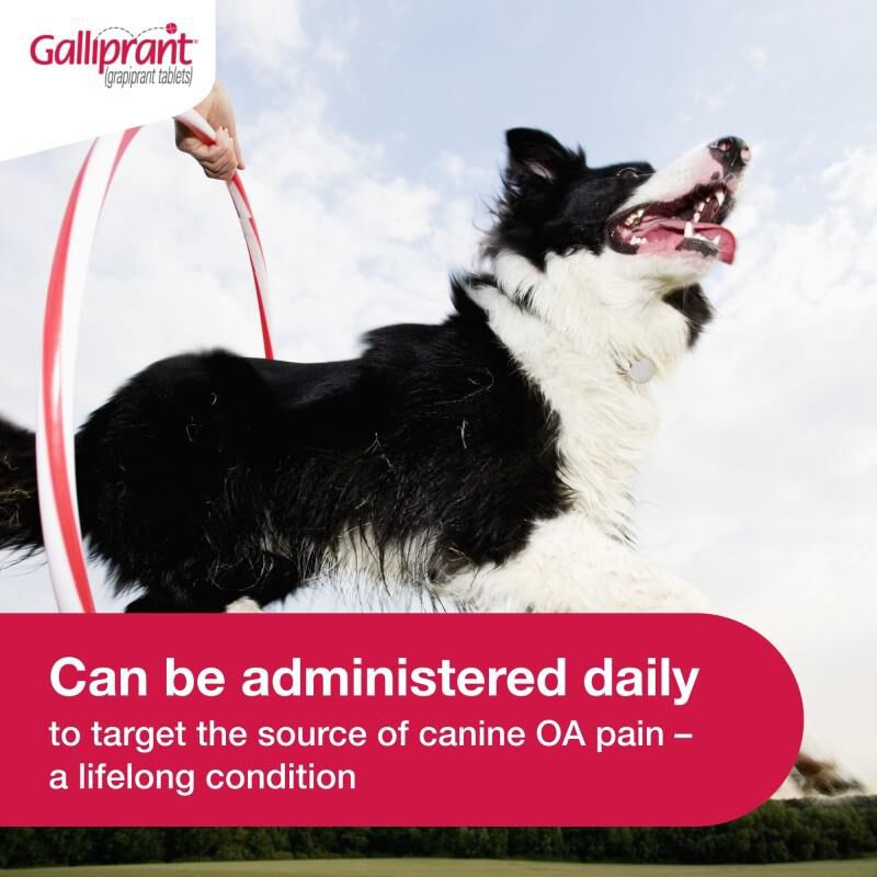 Galliprant Tablets for Dogs 60 mg, 30 Ct.