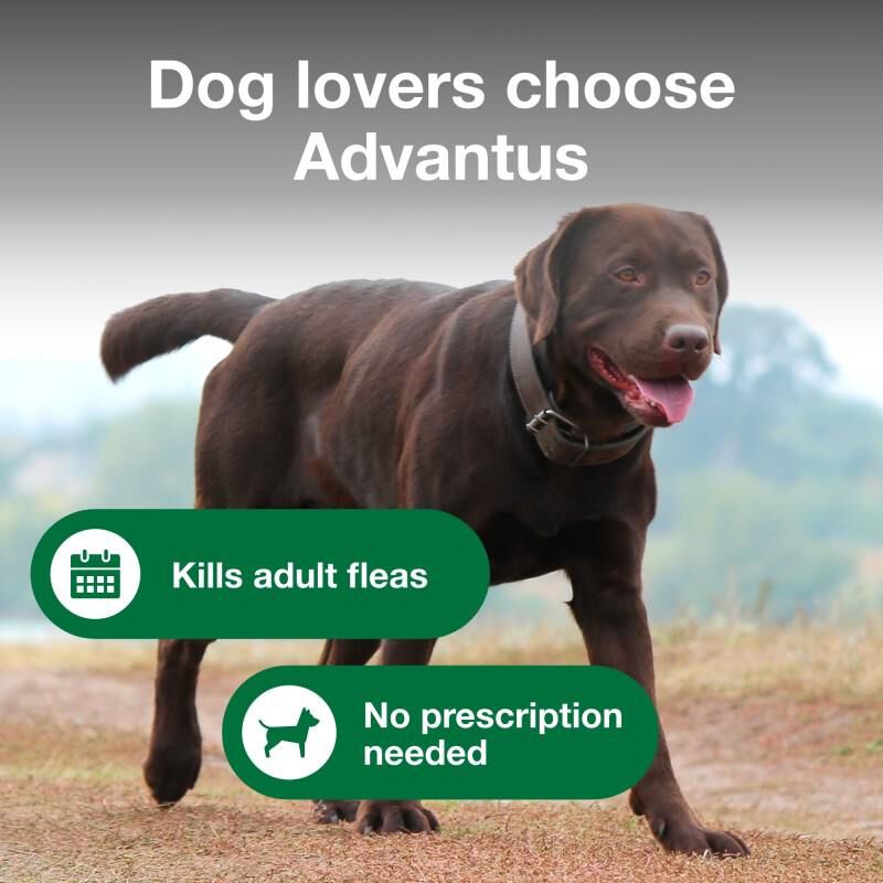 Advantus Oral Flea Treatment Soft Chews for Dogs, 37.5 mg for Large Dogs (23-110 lbs) 30 Ct.