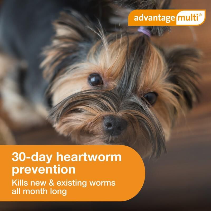 Canine advantage multi best sale
