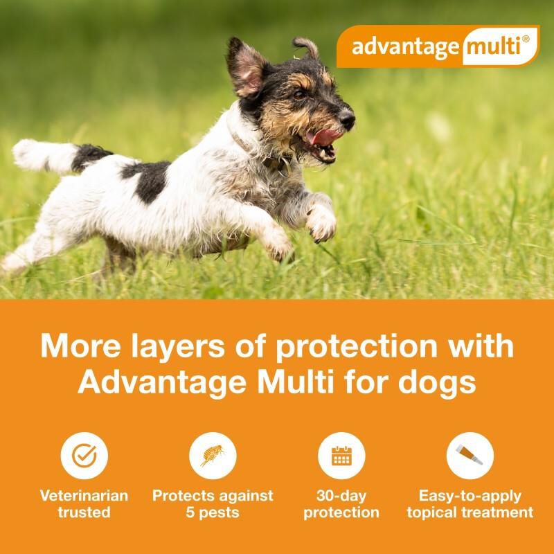 Advantage Multi for Dogs 9.1-20 lbs Teal, 3 Month Supply