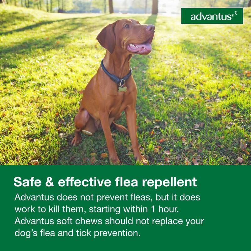 Advantus Oral Flea Treatment Soft Chews for Dogs, 37.5 mg for Large Dogs (23-110 lbs) 30 Ct.