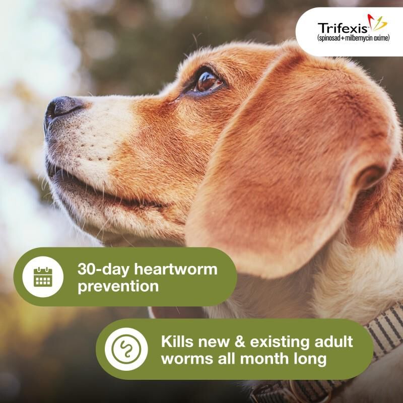Trifexis Chewable Tablets for Dogs 10.1-20 lbs Orange, 1 Month Supply