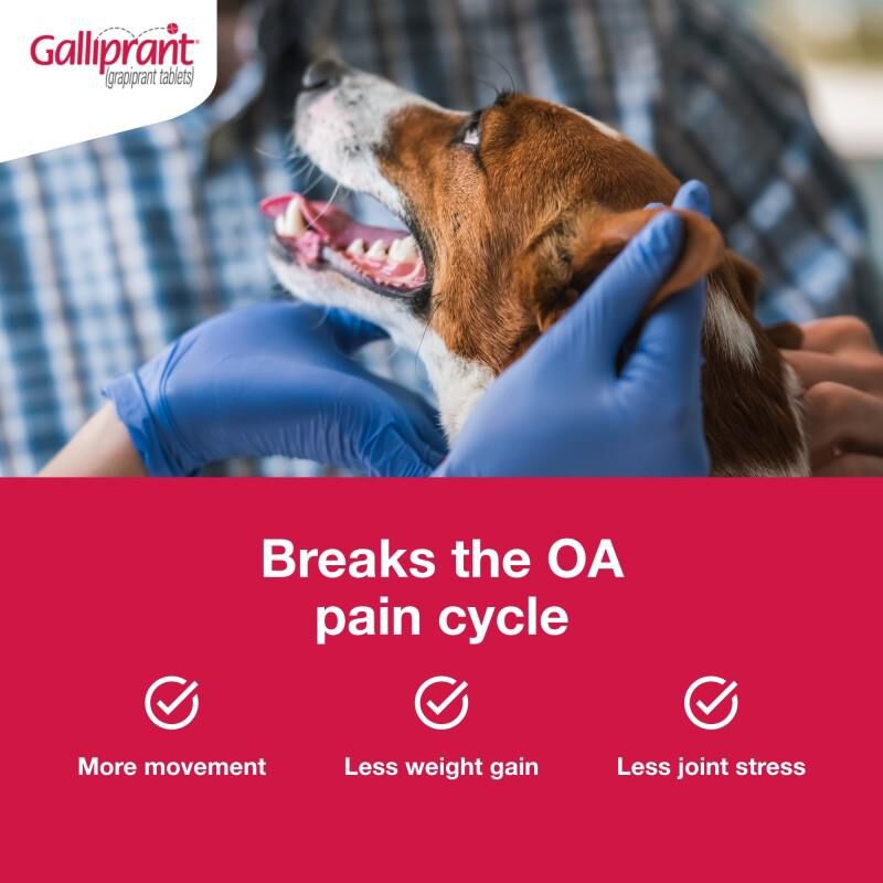 Galliprant Tablets for Dogs 60 mg, 30 Ct.