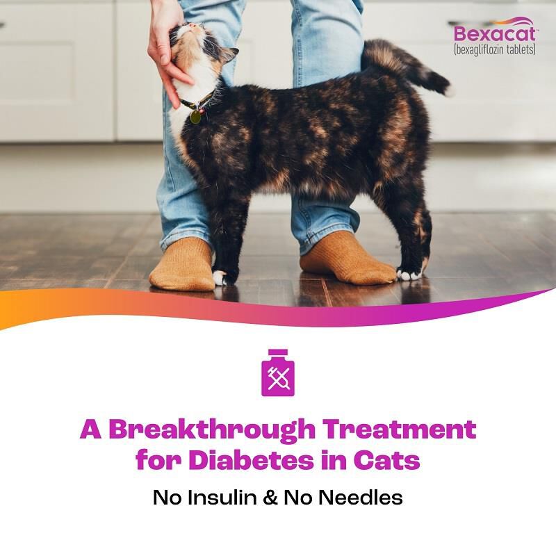 Bexacat (bexagliflozin tablets) for Cats 15 mg