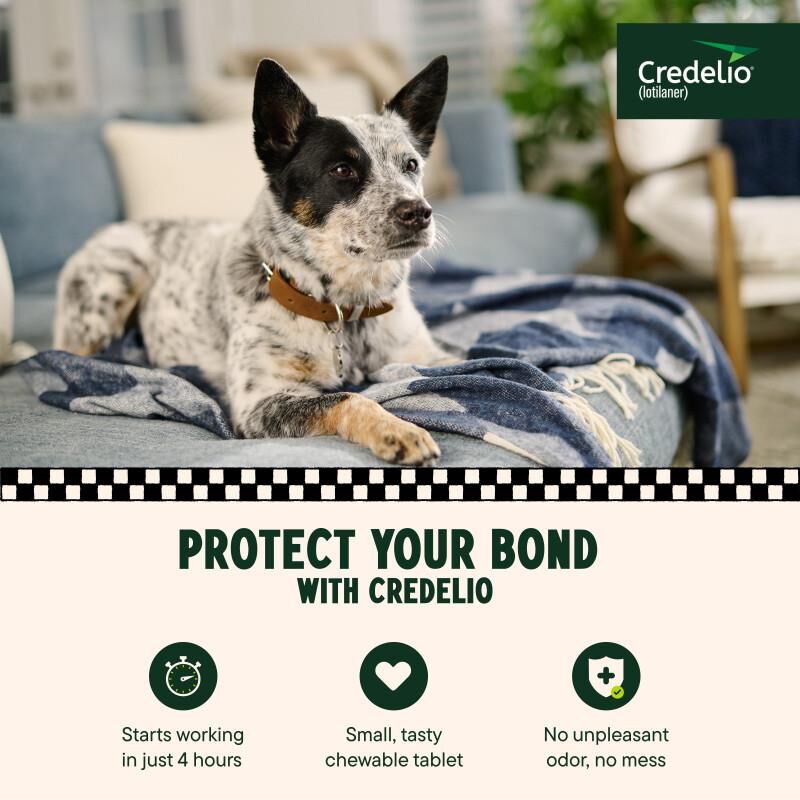 Credelio Flea & Tick Chewable Tablets for Dogs & Puppies 25.1-50 lbs (450 mg) Green 6 Month Supply