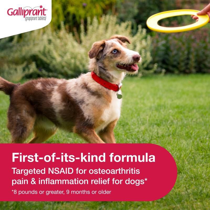 Galliprant Tablets for Dogs 60 mg, 90 Ct.