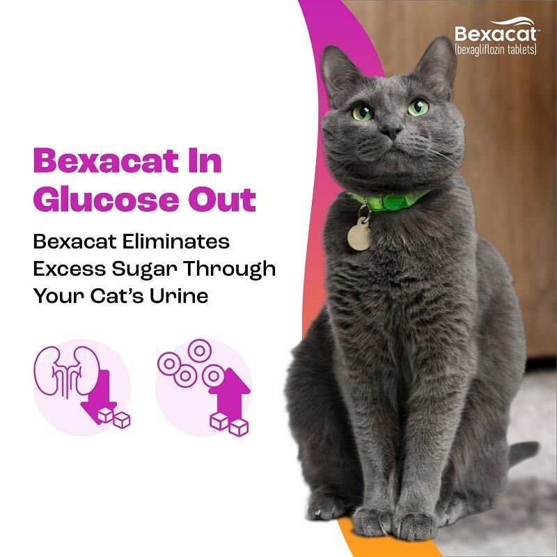 Bexacat (bexagliflozin tablets) for Cats 15 mg