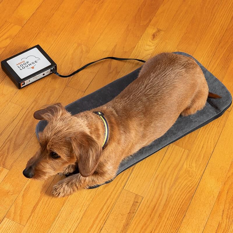 Assisi Loop Lounge tPEMF System, Small