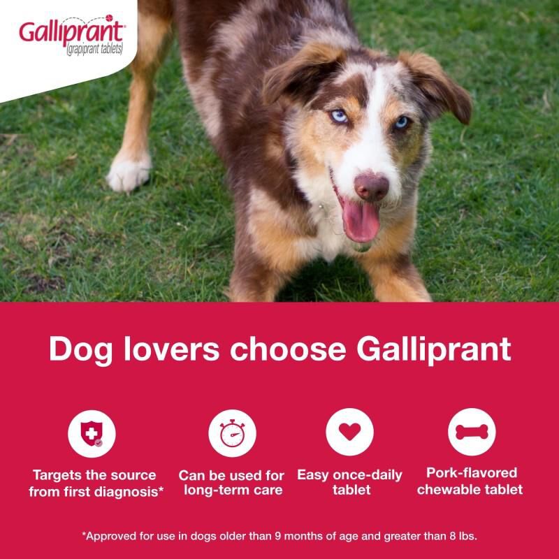 Galliprant Grapiprant Flavored Tablets Farm Fleet Rx Pet