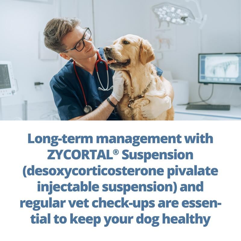 Zycortal Suspension for Dogs, 25 mg/ml, 4 ml Vial