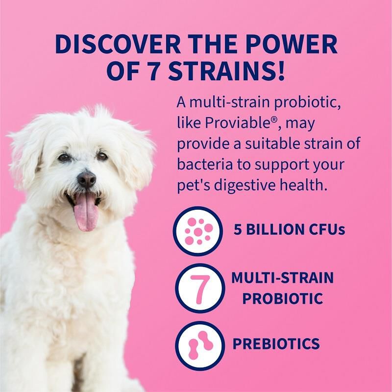 Proviable-DC Digestive Health Supplement for Dogs, 60 Chewable Tablets