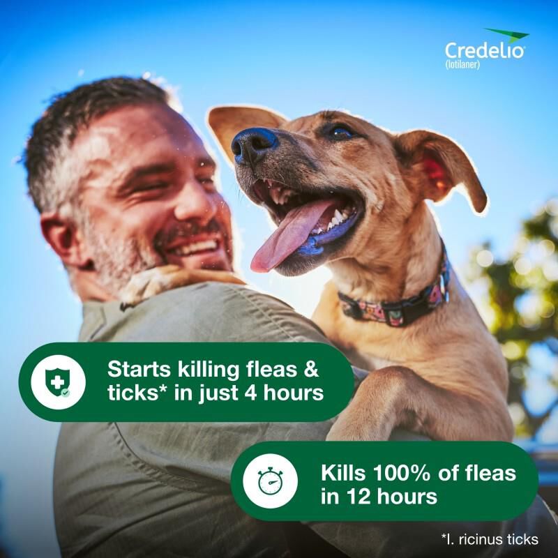 Credelio flea and tick pill online