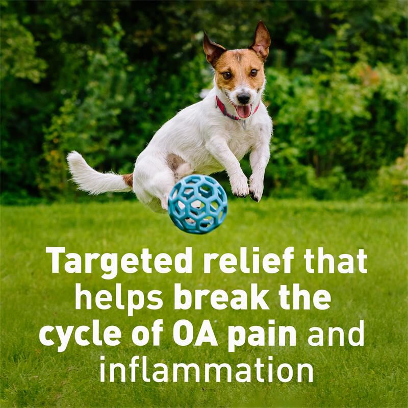 Galliprant overdose in dogs best sale