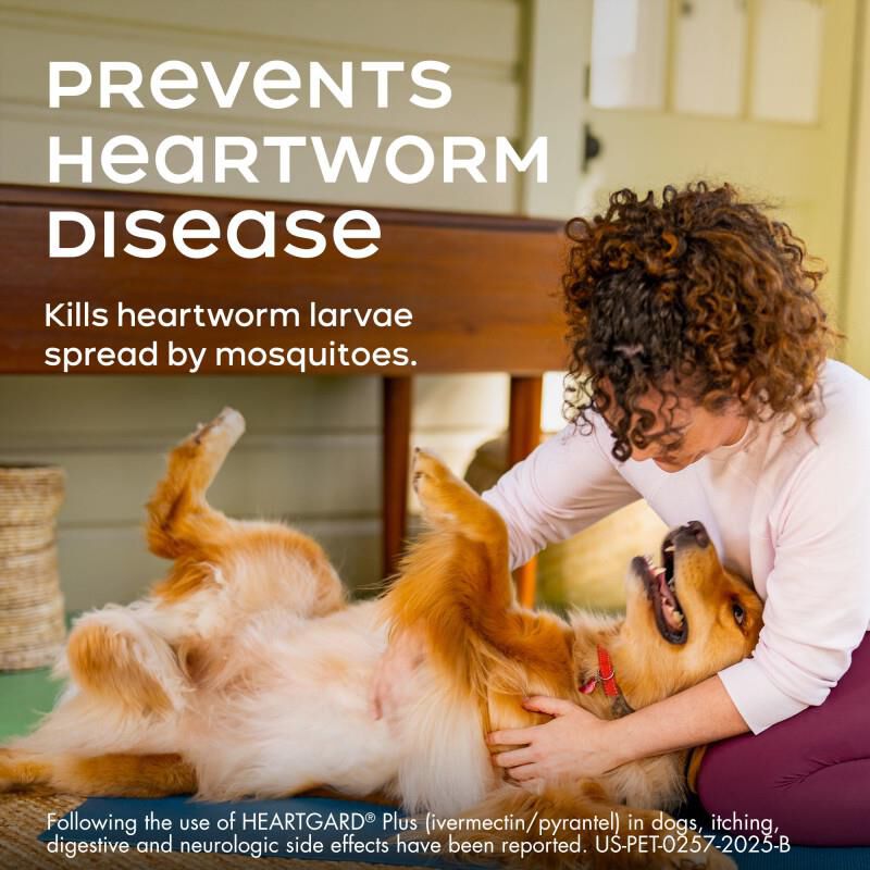 Heartgard Plus Chewable for Dogs 26-50 lbs Green, 6 Month Supply