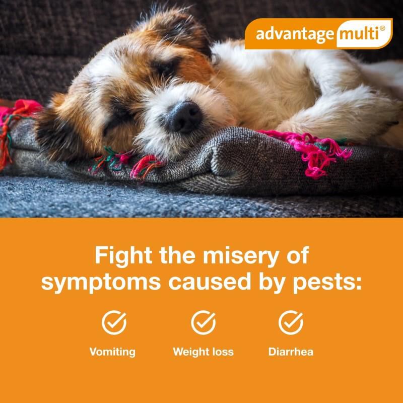 Advantage Multi Topical for Dogs Farm Fleet Rx Pet Pharmacy