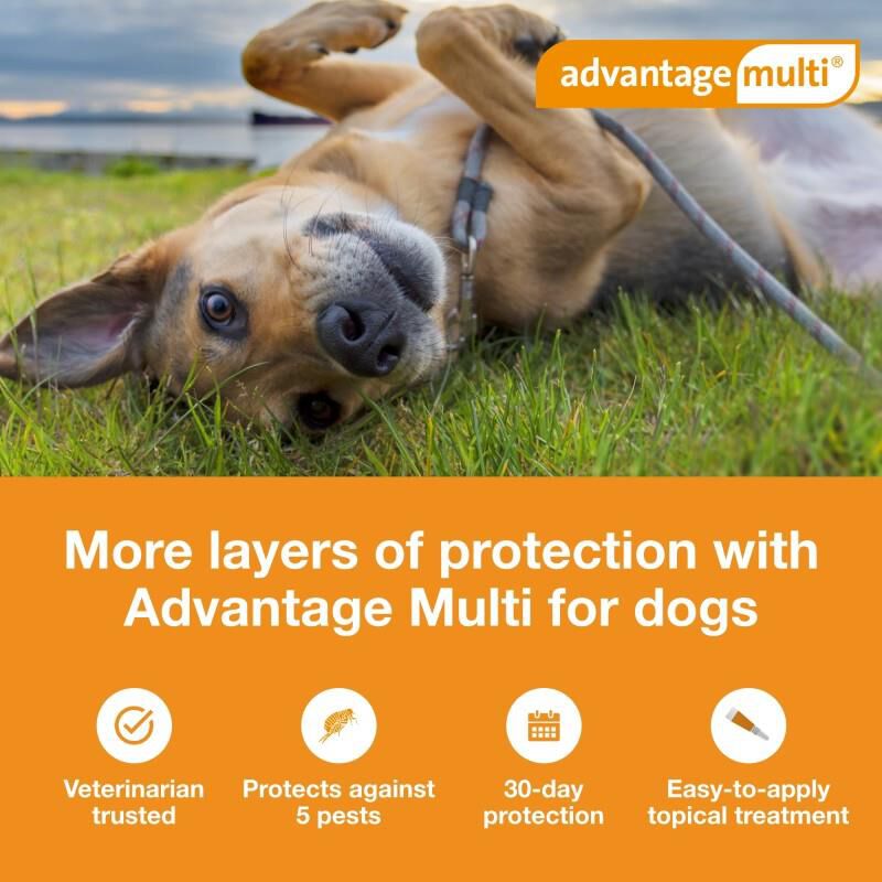 Advantage Multi Topical for Dogs 20.1-55 lbs Red, 6 Month Supply