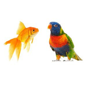 Bird Antibiotics
