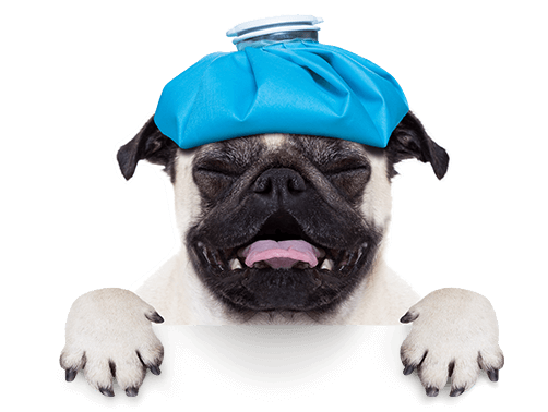 pet pharmacy