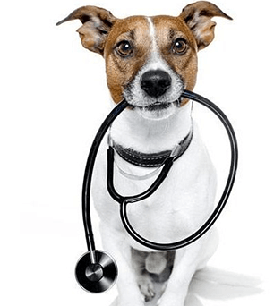rx dog