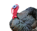Turkey